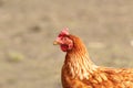 Beige hen close up