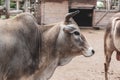 A beige horned cow stands in the zoo Royalty Free Stock Photo