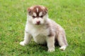 Beige husky puppy