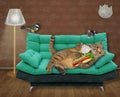 Cat on green divan eating hot dog Royalty Free Stock Photo