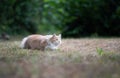 beige maine coon cat on the hunt outdoors lurking Royalty Free Stock Photo