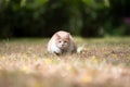 Beige maine coon cat hunting outdoors Royalty Free Stock Photo