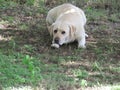  Beige male Labrador Canine Pet lying on patchy grass with his head down on his left leg looking down at the ground