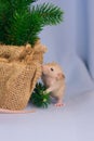 Beige mouse sniffs the Christmas tree. New year animals close up
