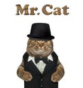 Cat dressed like dandy Royalty Free Stock Photo