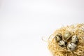 Beige nest of a wooden bird made of paper shavings with quail eggs on a white background with a place for text and inscriptions. Royalty Free Stock Photo