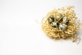 Beige nest of a wooden bird made of paper shavings with quail eggs on a white background with a place for text and inscriptions. Royalty Free Stock Photo