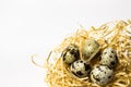 Beige nest of a wooden bird made of paper shavings with quail eggs on a white background with a place for text and inscriptions. Royalty Free Stock Photo