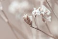 Beige neutral romentic cute flowers with blur background macro