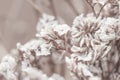 Beige neutral romentic cute flowers with blur natural background macro Royalty Free Stock Photo