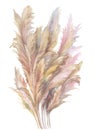 beige pampas grass bush painted in watercolor isolated on white background Royalty Free Stock Photo