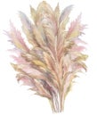 beige pampas grass bush painted in watercolor isolated on white background Royalty Free Stock Photo