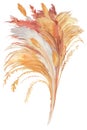 beige pampas grass bush painted in watercolor isolated on white background Royalty Free Stock Photo