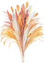 beige pampas grass bush painted in watercolor isolated on white background Royalty Free Stock Photo