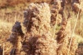 Beige pampas grass close-up, natural texture and background