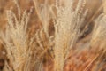 Beige pampas grass close-up, natural textures and background