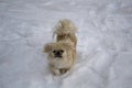 Beige Pekingese on white snow Royalty Free Stock Photo