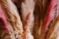 Beige and pink fluffy branches of pampas grass