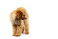 Beige poodle dog on a white background Royalty Free Stock Photo