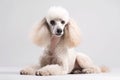 Beige Poodle Dog On White Background. Generative AI Royalty Free Stock Photo