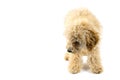 Beige poodle dog on a white background Royalty Free Stock Photo