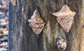 Beige porous tree fungus Daedalea quercina, commonly known as oak mazegill or maze-gill fungus on gray stump