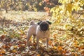 Beige pug dog walking on the leaves in autumn
