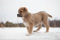 Beige puppy of breed Alabay on a background of winter nature. Central asian shepherd dog Royalty Free Stock Photo