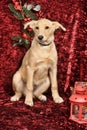 Beige puppy pooch on burgundy background Royalty Free Stock Photo