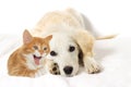 Beige puppy and yawning kitten Royalty Free Stock Photo