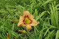 1 beige and purple flowers of Hemerocallis fulva