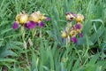 Beige and purple flowers of Iris germanica