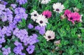 Beige and purple flowers of osteospermum or African daisies