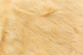 Beige rabbit fur Texture, animal skin background Royalty Free Stock Photo