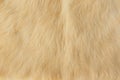 Beige rabbit fur Texture, animal skin background Royalty Free Stock Photo