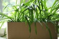 Beige rectangular modern flowerpot with plants, window.