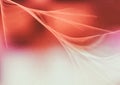 Beige and Red Fractal Background Royalty Free Stock Photo