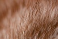 Beige red fur macro villus texture detail nature Royalty Free Stock Photo