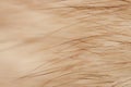 Beige red fur macro villus texture detail nature Royalty Free Stock Photo