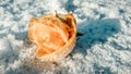 Beige rose bud with hoarfrost on leaves on snow in first frost Royalty Free Stock Photo