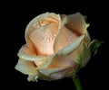 beige rose in dew drops isolated on black Royalty Free Stock Photo