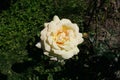 Beige roses in the garden