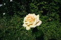 Beige roses in the garden