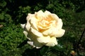 Beige roses in the garden