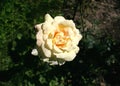 Beige roses in the garden