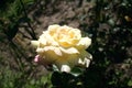 Beige roses in the garden