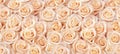Beige roses seamless pattern