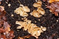 Beige Saprophytic Fungi on Garden Compost