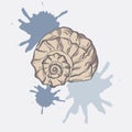 Beige seashell with blue stains. Hand drawn vector illustration.