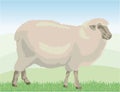 Beige sheep grazing on pasture
